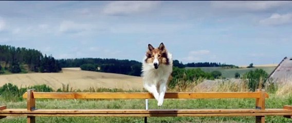 Lassie la route de l'aventure Film