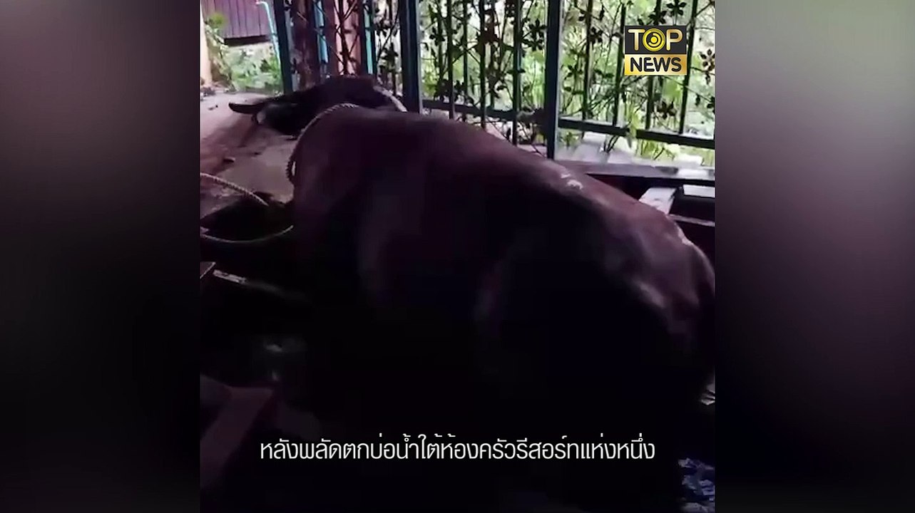 วินาทีชีวิต! จนท.เร่งช่วย "ควายท้องแก่ ตกบ่อน้ำ" | TOP NEWS | 3 มี.ค. 64