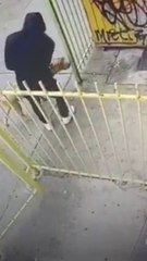 Pittie who was abandoned by his owner outside a store is a 90 pound lap dog now