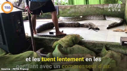 Peta dévoile des images glaçantes d'élevages de peau de serpents