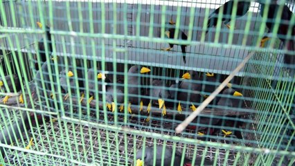 إندونيسيا تحبط محاولة لتهريب مئات الطيور المهددة