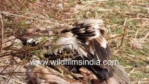 The circle of life! Griffon Vultures pick meat off carrion of leopard kill in high Himalaya