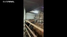Tierquälerei auf hoher See - 900 halbtote Rinder sollen gekeult werden