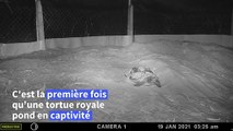 Cambodge: première ponte d'oeufs de tortues royales en captivité