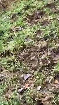 Sanglier domestique abattu par un chasseur