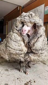 Un mouton errant avec 35 kilos de laine