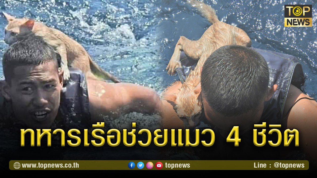ทุกชีวิตในลำเรือมีค่า ทหารเรือช่วยแมว 4 ชีวิต หลังเรือจมกลางทะเลสตูล | TOP NEWS | 3 มี.ค. 64