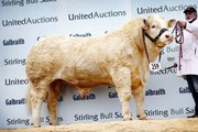 Ballinlare Phantom peaks at 16,000gns at spring bull sale at Stirling