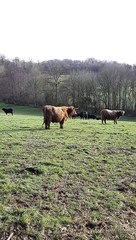 Vaches Highland, de l'élevage de la Gaufrie à Bleneau en Puisaye