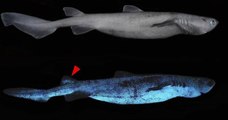 Découverts au large de la Nouvelle-Zélande, ces requins phosphorescents brillent dans l'obscurité