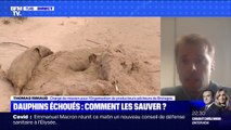 Comment sauver les dauphins qui s'échouent sur les côtes françaises ? BFMTV répond à vos questions
