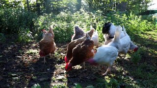 Buchtrailer: Farmmade von Elisabeth Grindmeyer und Stephanie Haßelbeck