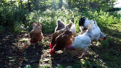 Buchtrailer: Farmmade von Elisabeth Grindmeyer und Stephanie Haßelbeck