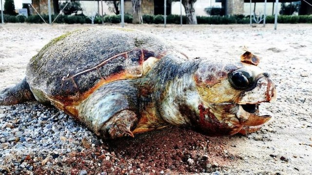 Bunun adı vahşet. Carettanın yüzgecini kesip ölüme terk ettiler