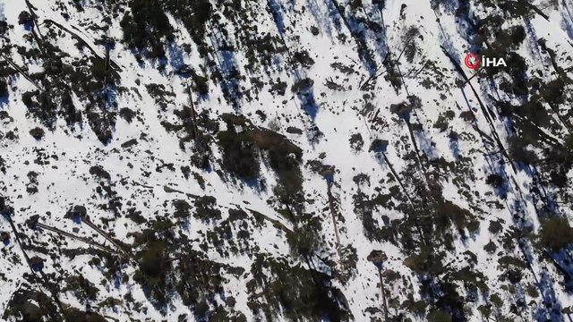 Bolu’da karların erimesi ve fırtına onlarca ağacı devirdi