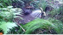 Male Superb Lyrebird Mimics Mobbing Call