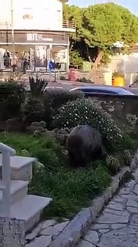 Consecuencias de las restricciones impuestas a la caza, jabalíes por todas partes