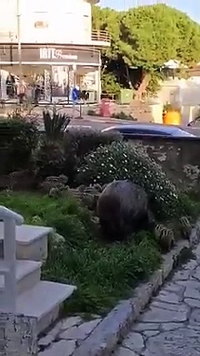 Consecuencias de las restricciones impuestas a la caza, jabalíes por todas partes