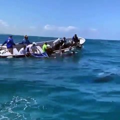 Acuario Nacional rescata una ballena piloto en playa de Bávaro