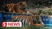 Zoo Negara received close to RM12mil in donations within the past year