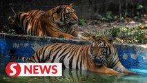 Zoo Negara received close to RM12mil in donations within the past year