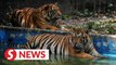 Zoo Negara received close to RM12mil in donations within the past year