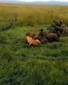 Lion and juveniles fight