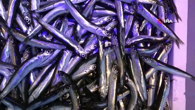 Yerli Hamsi Bu Yıl İlk Kez Tezgâhlarda Yerini Aldı Ama Fiyatı Cep Yakıyor