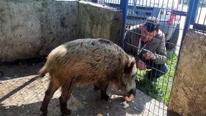 Domuz Ceyar’la belediye şoförünün dostluğu görenleri şaşırttı
