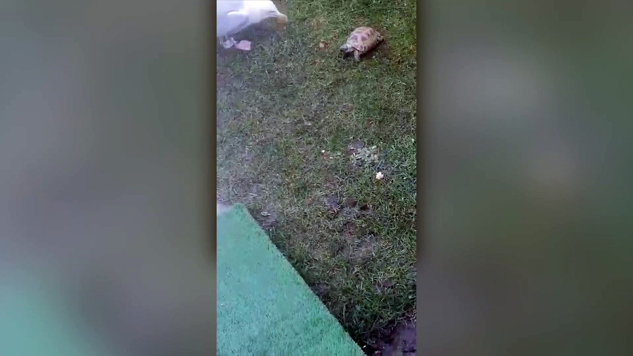 Naughtiest tortoise in Britain