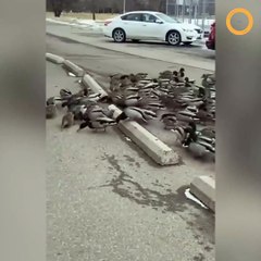 Ces canards vont avoir une visite "traumatisante"