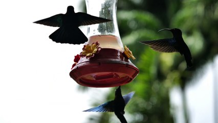 Marcus Singletary - Subversive Birds (Video)