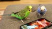 Budgies debate over an iPhone  Talking parrot activates