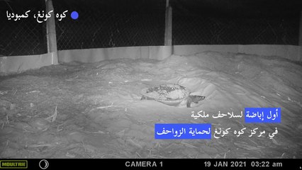 أول إباضة لسلاحف ملكية في الأسر في كمبوديا