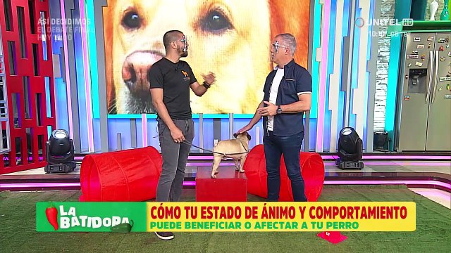 ¿Cómo tu estado de ánimo y comportamiento puede beneficiar o afectar a tu perro?
