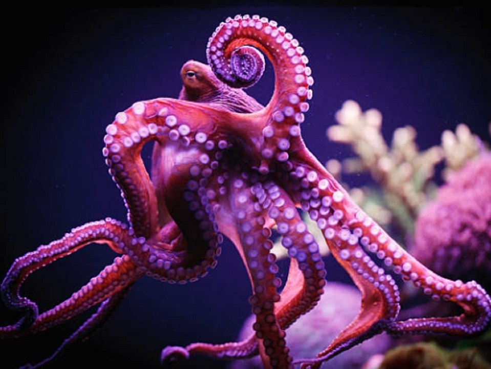 Tierisch diszipliniert: Tintenfische widerstehen der Versuchung