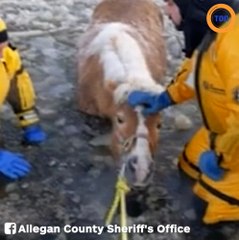 Un cheval est sauvé d'un étang gelé au Michigan