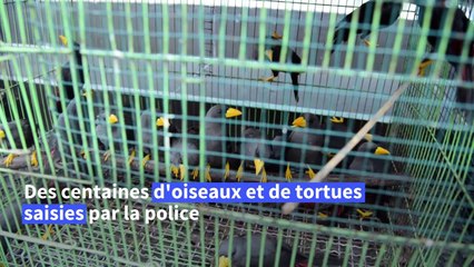Indonésie: les autorités déjouent une importation illégale d'oiseaux protégés