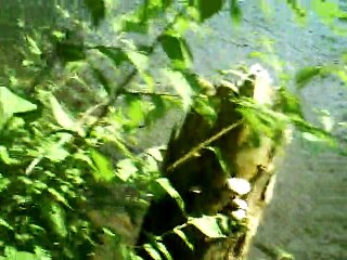 Abendlied (evening song) vocals