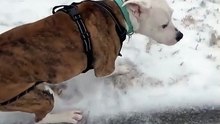 Cão fica em êxtase na neve ao ponto de dono perder o controlo da situação...