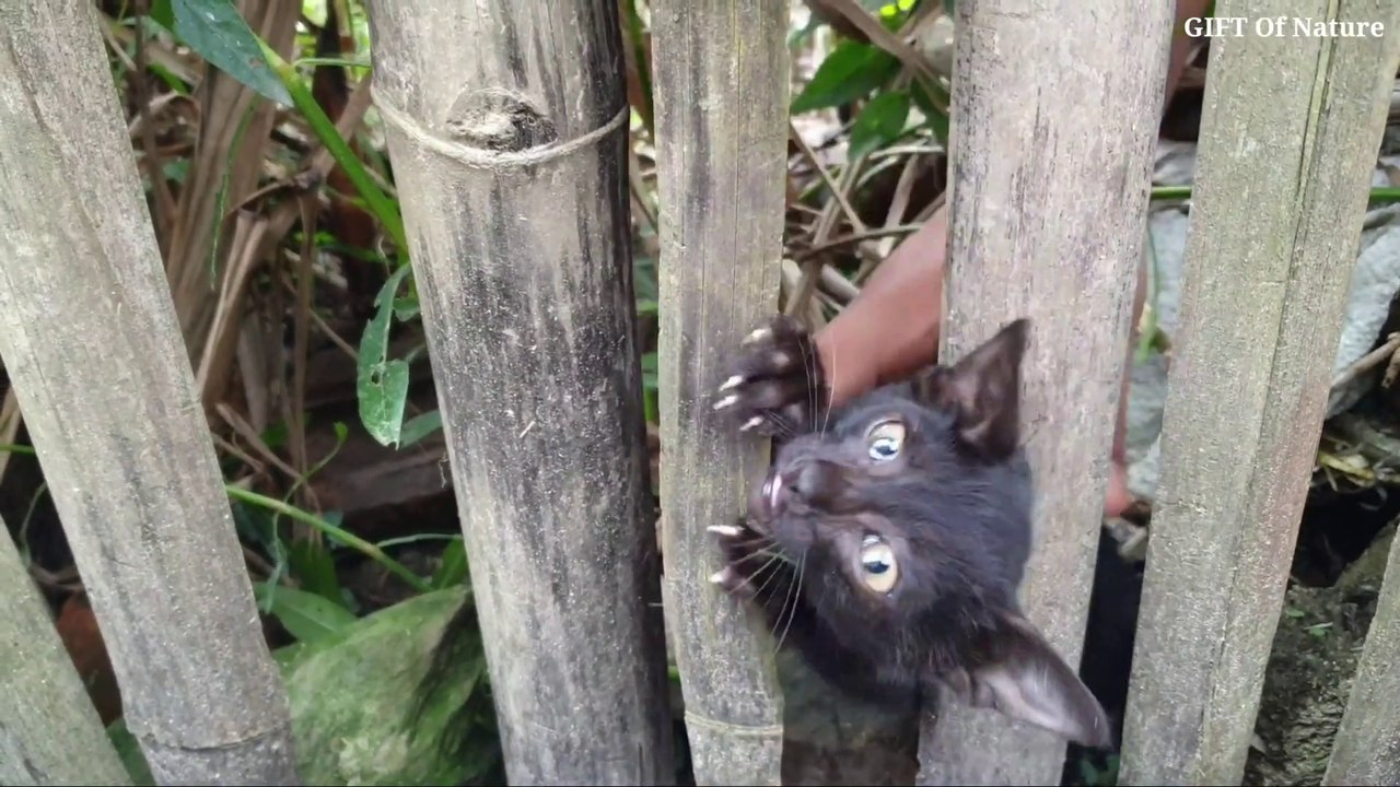 Orphan baby cat was stuck in the bamboo fence __ rescue baby cat_Full-HD