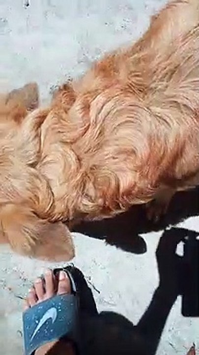 Doggy