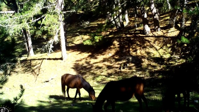 MANİSA - Biyolojik çeşitlilik envanter çalışması kapsamında belirlenen 2 bin 618 canlı türü korunacak