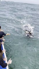 Gray Whale Comes in Close