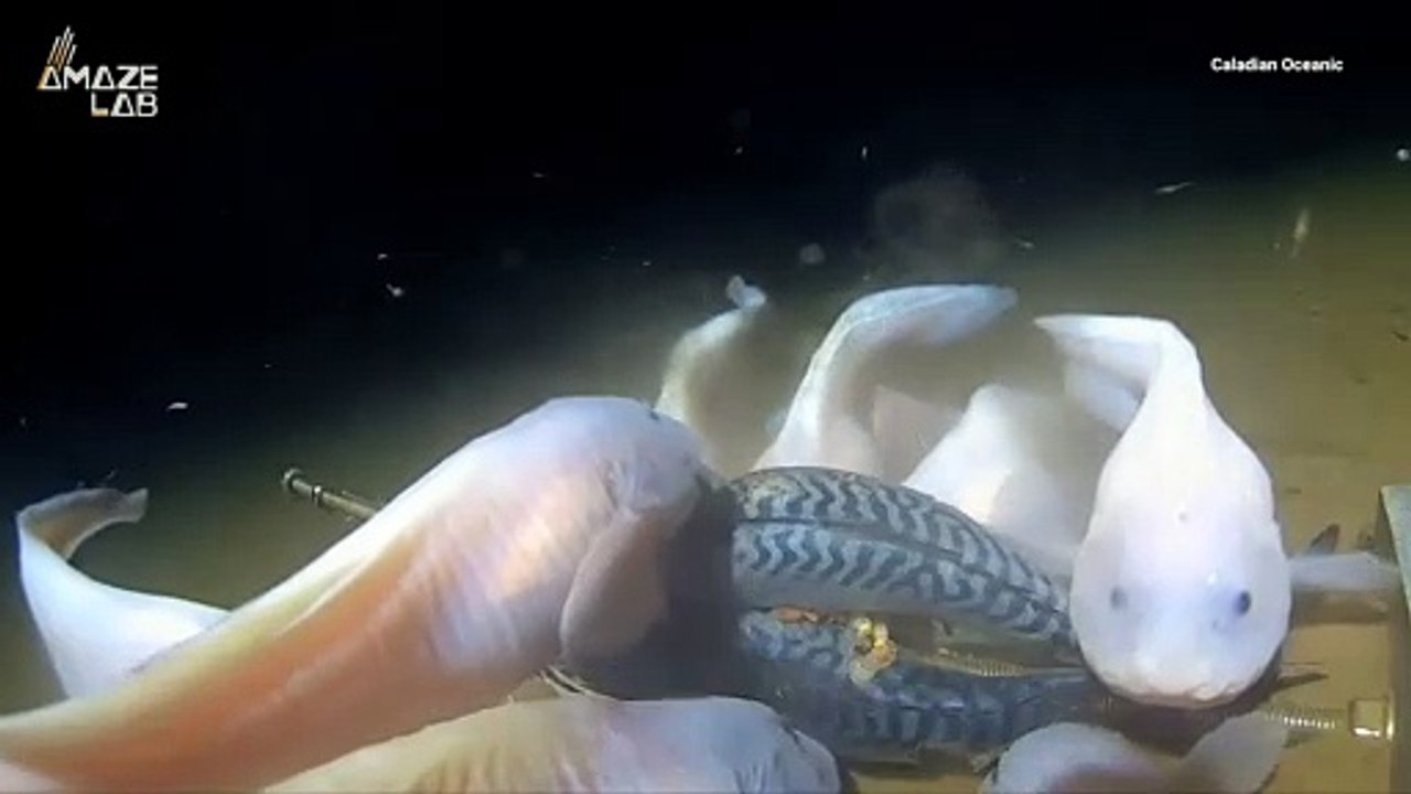 New Self-Powered Fish-Like Robot Could Unlock D...