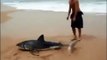 Ce touriste sauve un requin échoué sur la plage