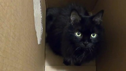 Ce chat a un petit problème de démarreur