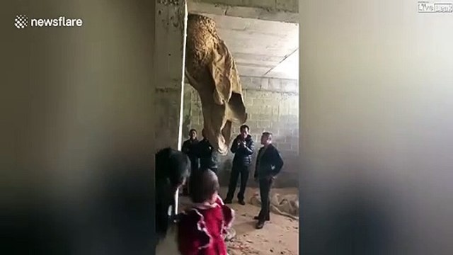 Des chinois découvrent un nid de guêpes de plus de 2m de haut