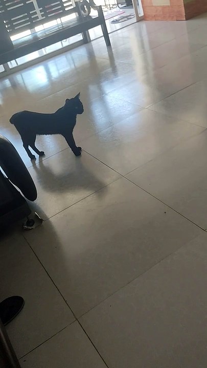 Meow