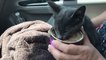 Rescue Cam: Cat Found Alive In Car Engine On The Highway
